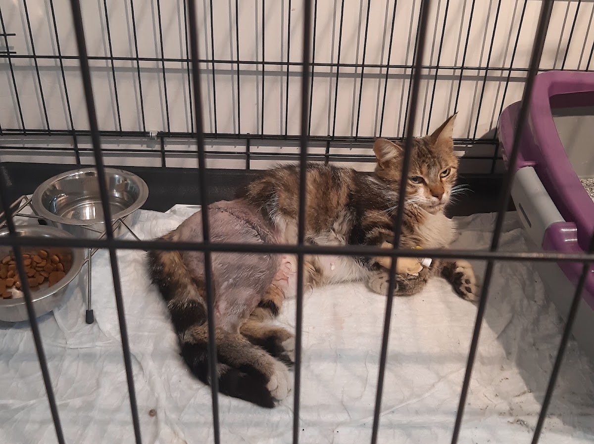 Vet Center Konya - Vetcenter Veteriner Kliniği