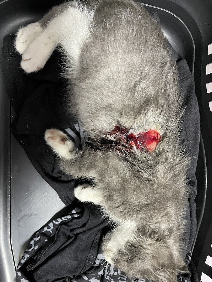 Şifa Veteriner Kliniği