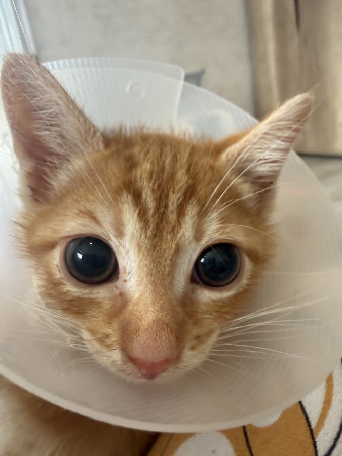 Sempati Veteriner Kliniği