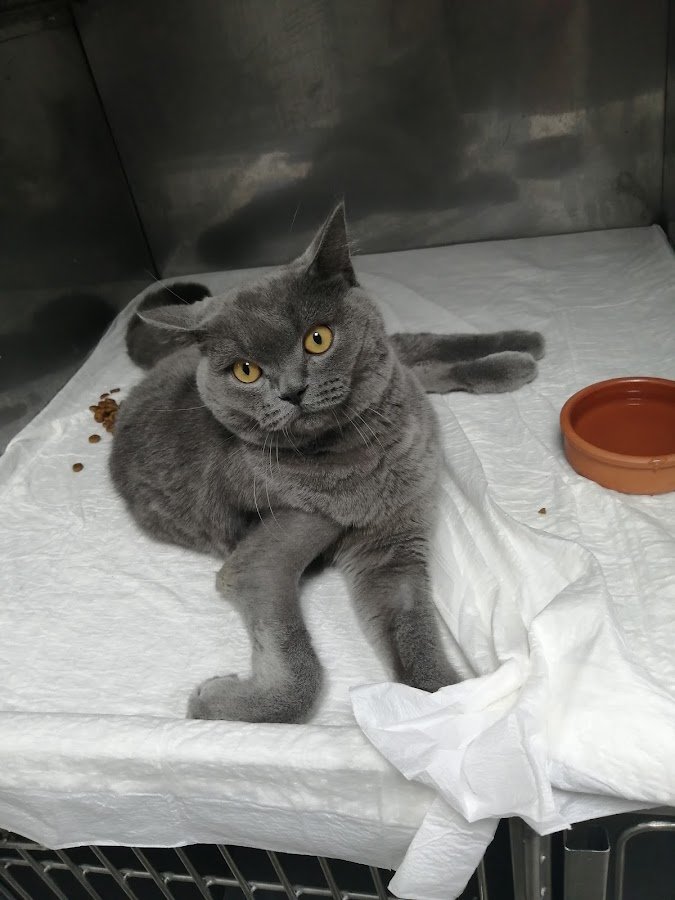 İzmirvita Veteriner Kliniği