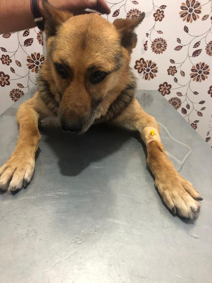 Deha Veteriner Kliniği