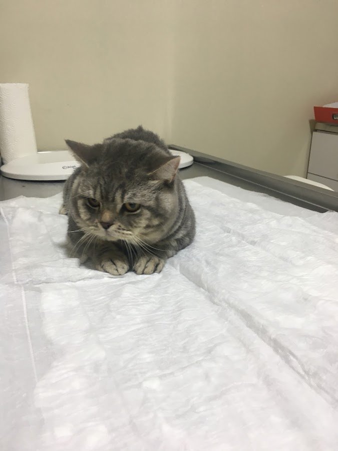 Mehmet Bülbül Veteriner Kliniği