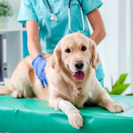 Uşak Ataşah Veteriner Kliniği