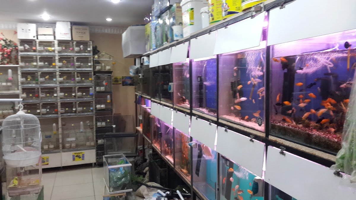 Boncuk Akvaryum Petshop Trabzon