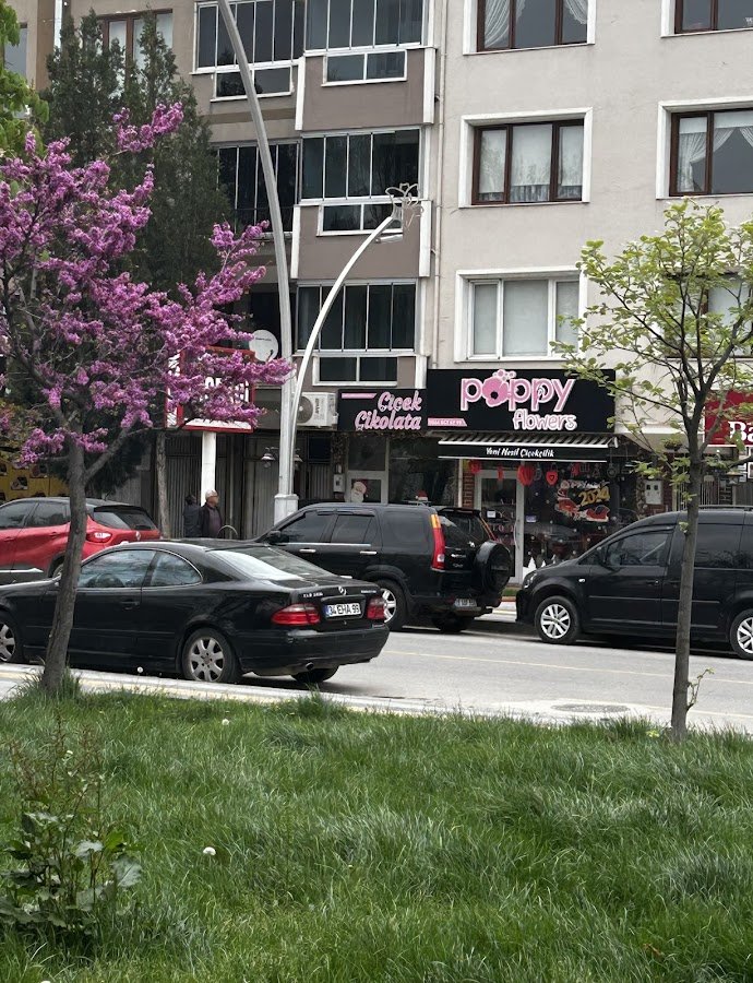 Poppy Flowers Tokat