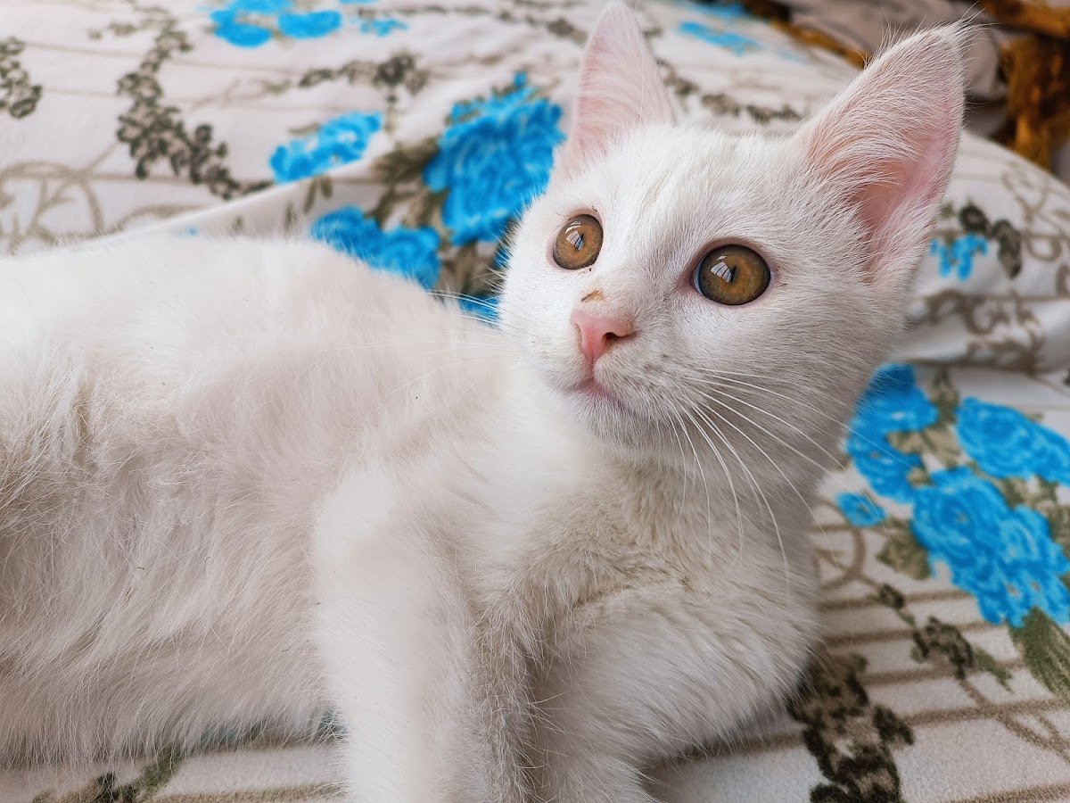 Van Pet Veteriner Kliniği