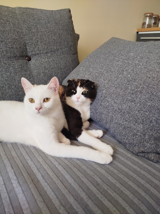 Van Özce Pet Veteriner Kliniği