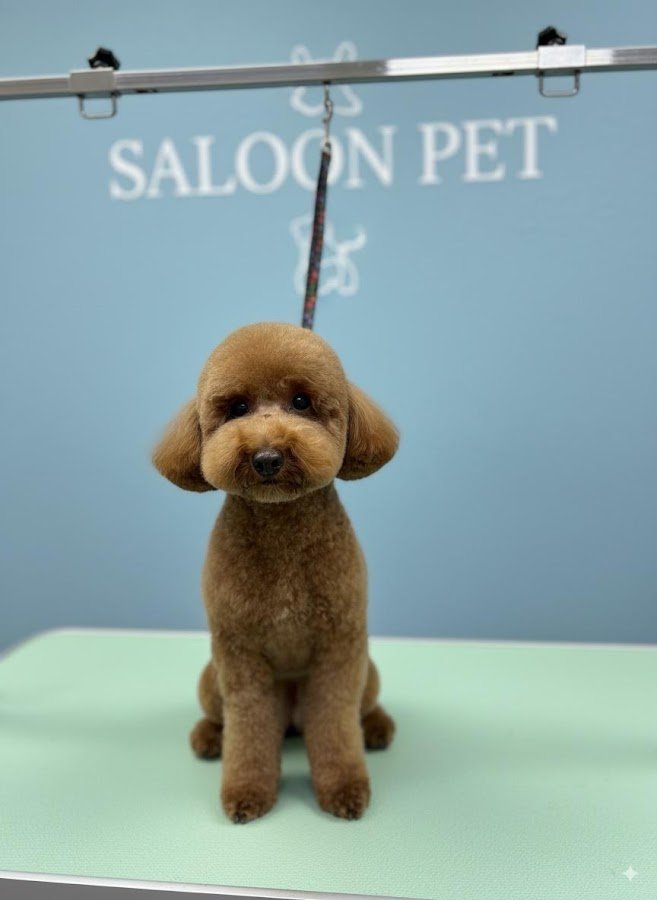 Saloon Pet Kuaför