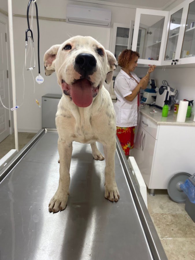 Muratpaşa Veteriner Kliniği