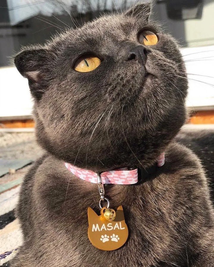 Antalya Alo Mama - Kedi Maması Hemen Mama