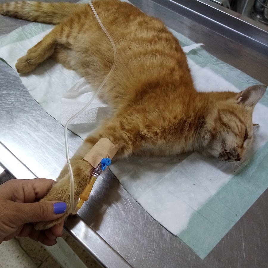 Per-Vet Veteriner Kliniği (Veterinary Clinic)