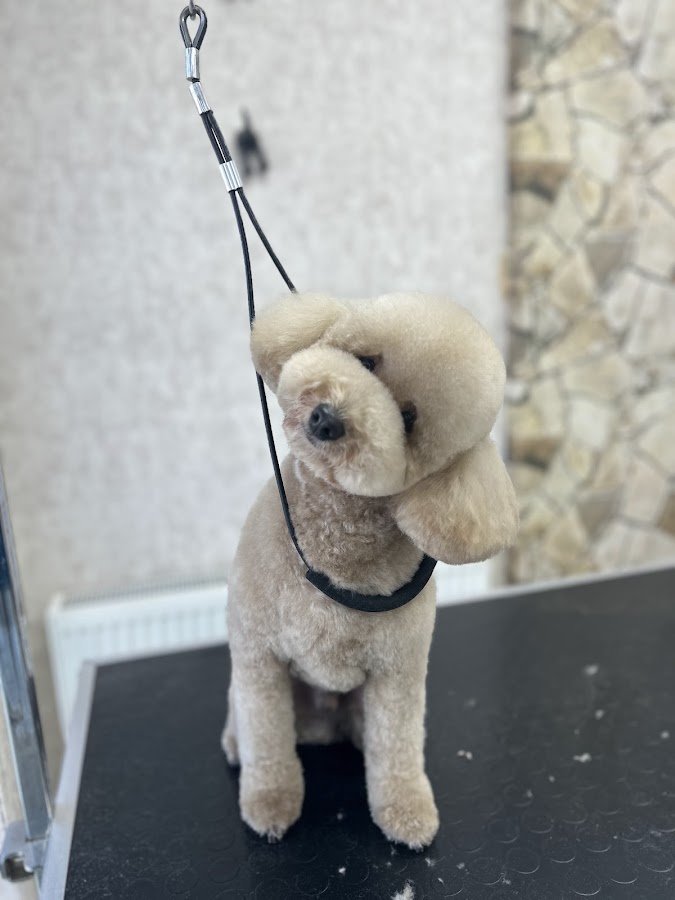 Lakoti Pet Kuaför
