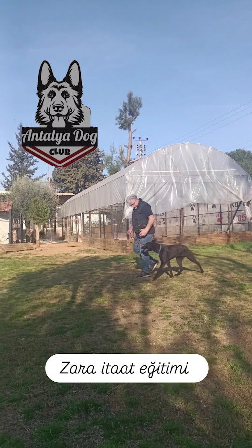Köpek Eğitimi Merkezi Antalya Dog Club