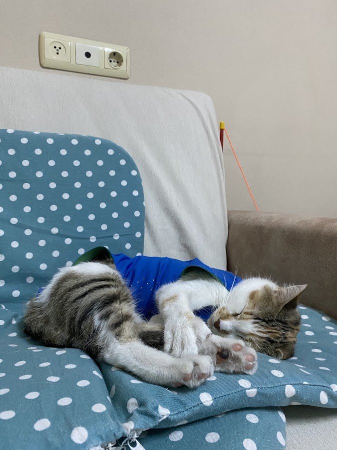 Lilavet Veteriner Kliniği Antalya