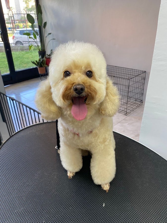 Pawsome Grooming Studio & Pet Kuaför
