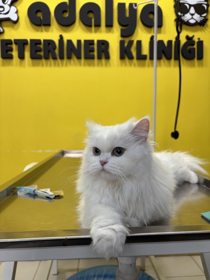 Adalya Veteriner Kliniği