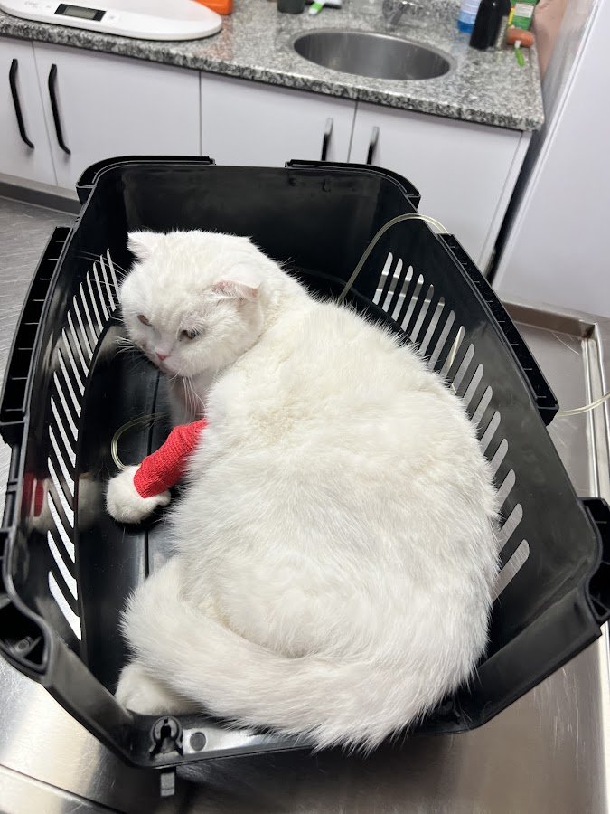 Yumi Veteriner Kliniği