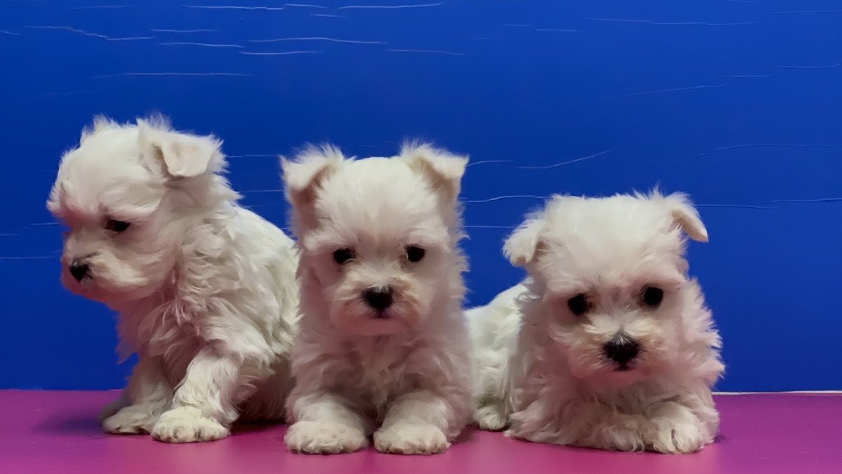 Bestdog Heaven Bursa Köpek Çiftliği