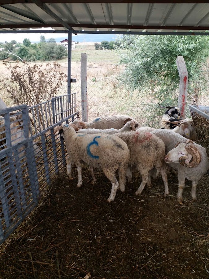 Hakiki Antep Baklavacısı