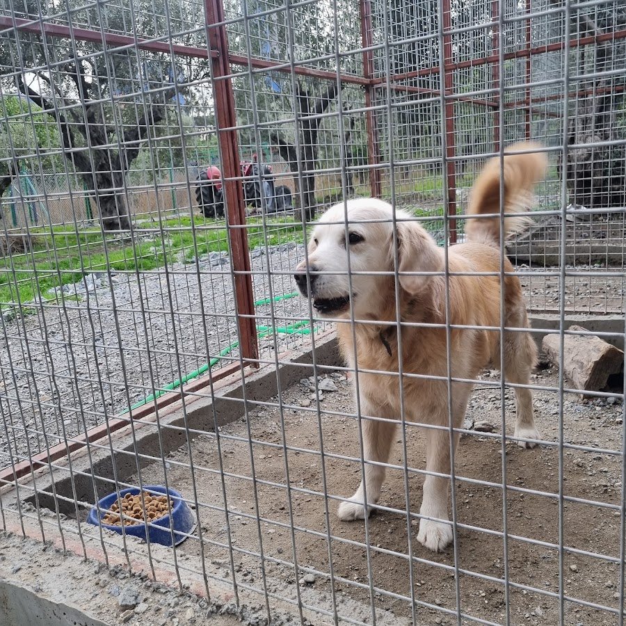 My Dog Otel