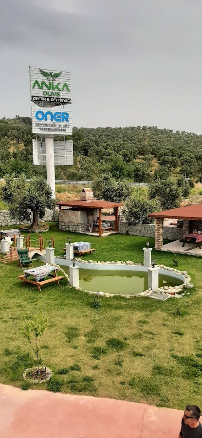 Anka Klc Olıve