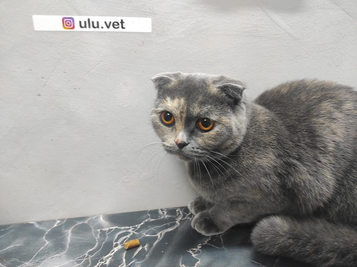 Uluvet Veteriner Kliniği