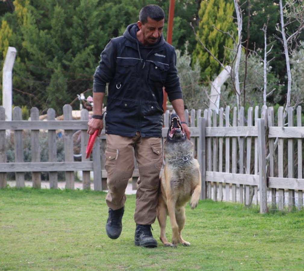 Kuşadası Alfa Tg Köpek Eğitim Merkezi ve Oteli