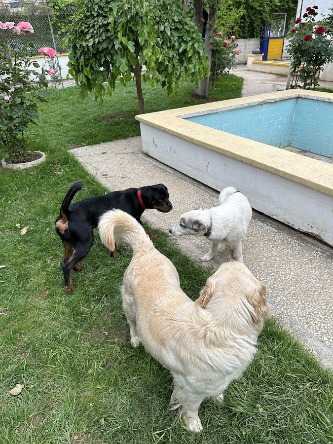 The Pet's Hotel - Diyarbakır Pet Otel