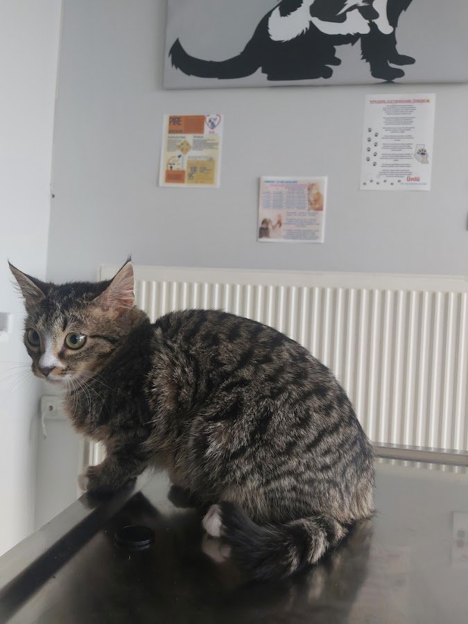 Liva Pet Veteriner Kliniği