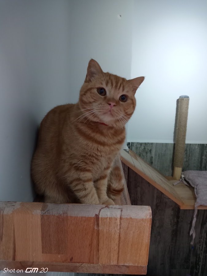 Gülümse Kedi Oteli