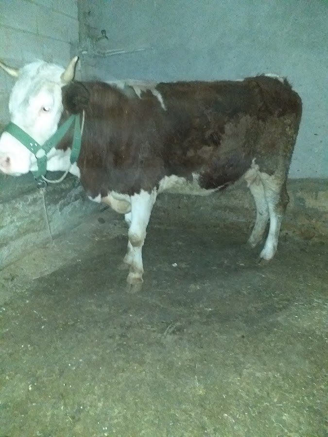Mahallebaşi Veteriner Kliniği