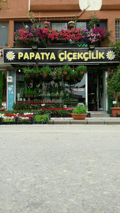 Papatya Çiçekçilik