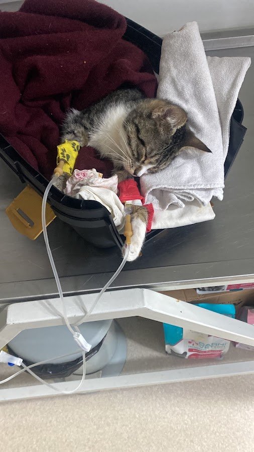 Bayrampaşa Nöbetçi 7 / 24 Veteriner Pet Address Veteriner Polikliniği