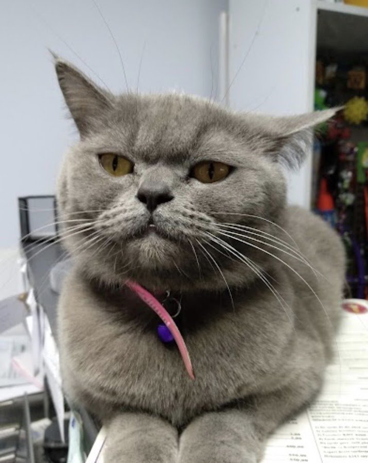 Aşk Veteriner Kliniği