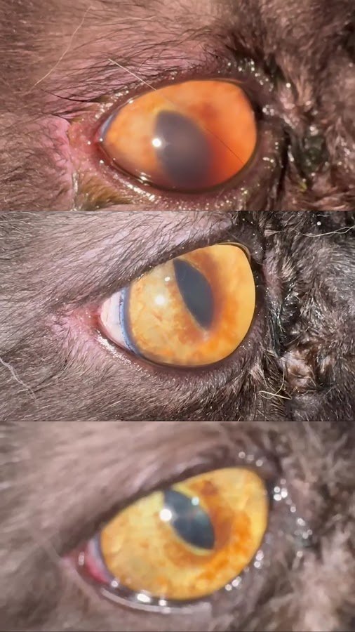 Kedi-Köpek Göz Hastalıkları Veteriner Kliniği - Veterdivision