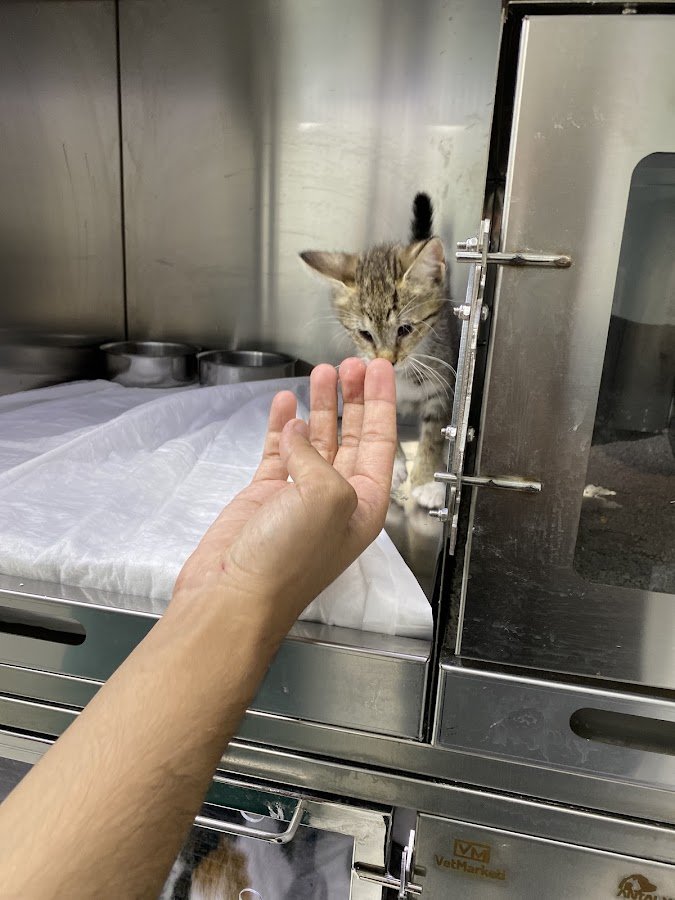 Patiloji Veteriner Polikliniği Eyüpsultan, Alibeyköy, Kağıthane, Yeşilpınar, Sütlüce, Beşiktaş İstanbul 7 / 24 Acil Veteriner
