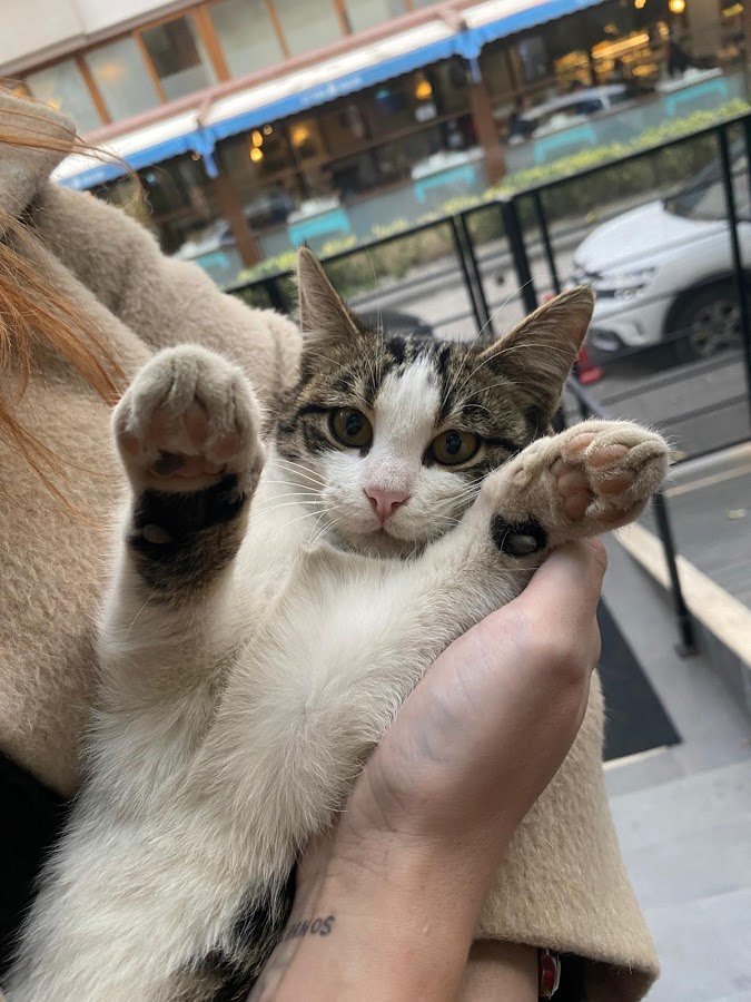 Petcor Veteriner Kliniği(7 / 24 Acil Nöbetçi Veteriner) Okmeydanı, Şişli