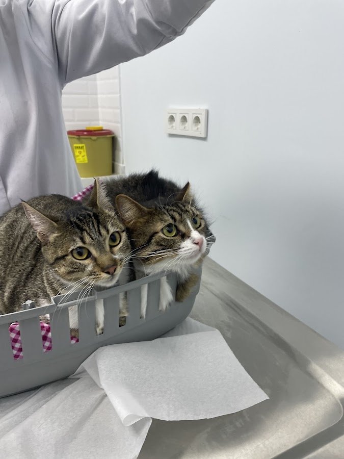 Vetsim Veteriner Kliniği