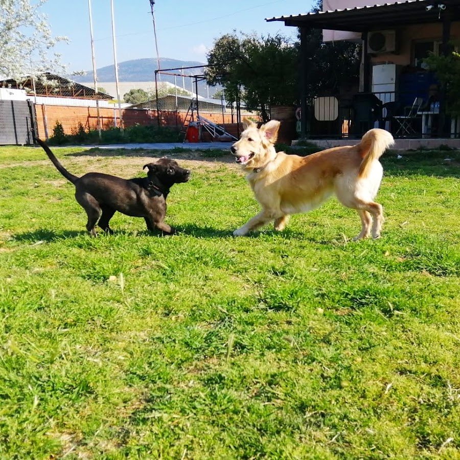 Vesta Köpek Eğitimi & Köpek Oteli - İzmir - Vesta Pet Services