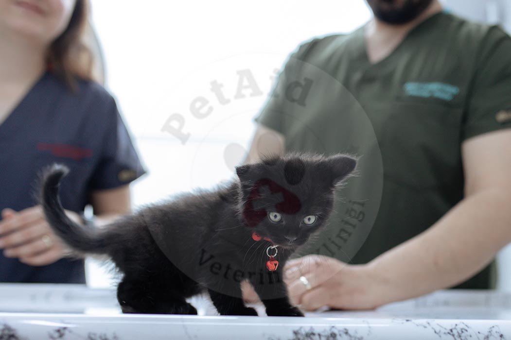 Petaid Veteriner Kliniği