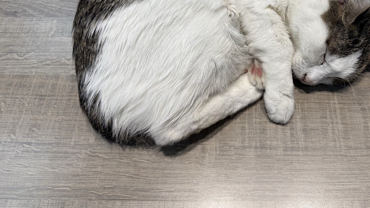 Küçükpark Doğa Veteriner Kliniği