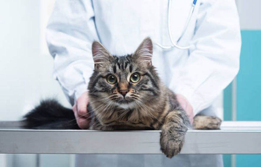 Isparta Davraz Veteriner Kliniği