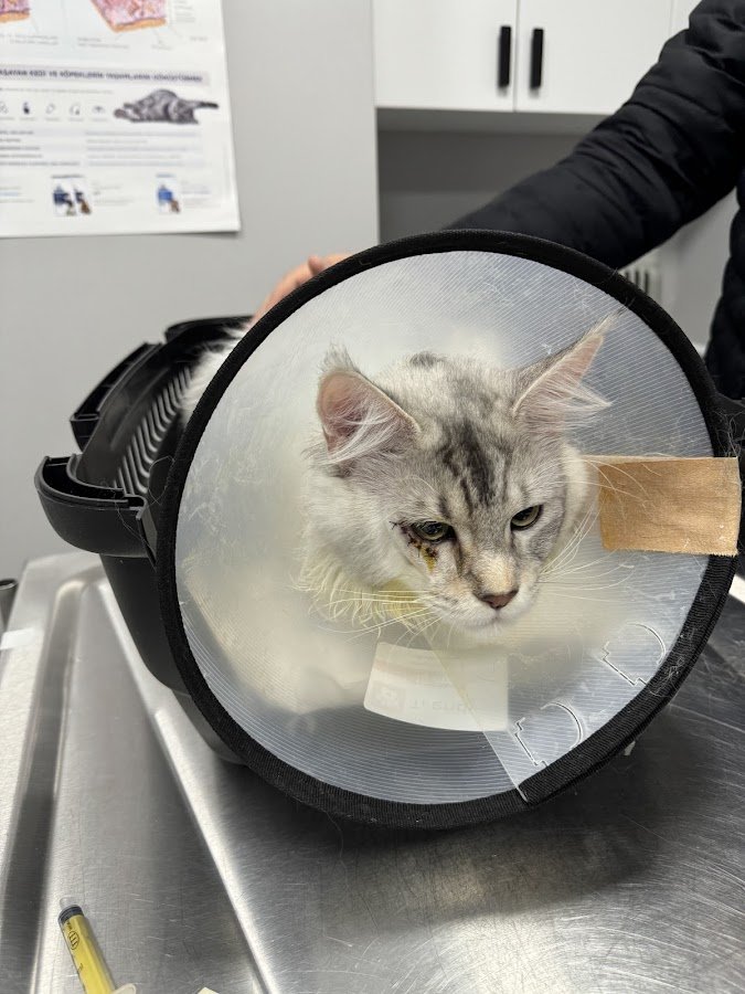 Şirinpati Pet, Kuş ve Egzotik Veteriner Kliniği - 7 / 24