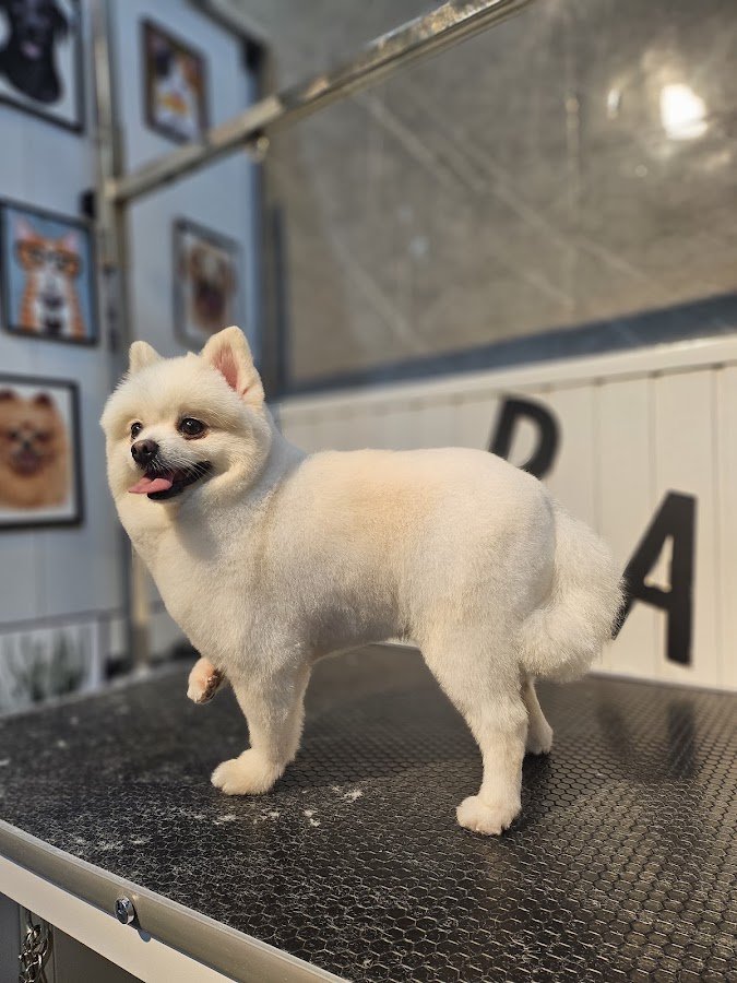 Pawos Pet Kuaför - Pet Shop