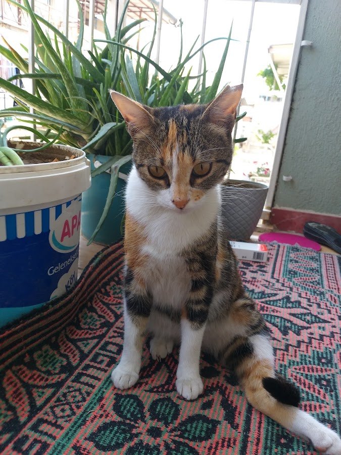 Bornova Belediyesi Kedi Kliniği