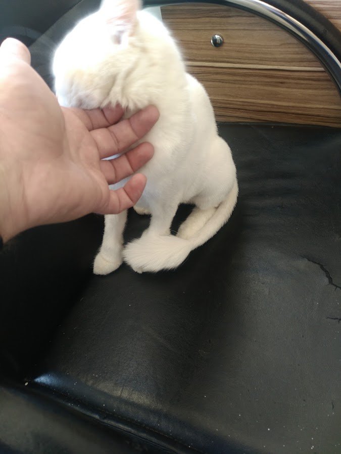 Atabey Veteriner Kliniği