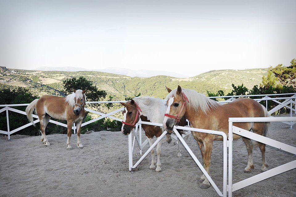 Reçine At Çiftliği - Homeros