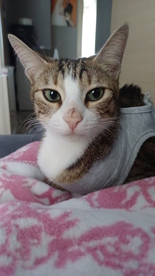 Esenyurt Best Vet Veteriner Kliniği 7 / 24