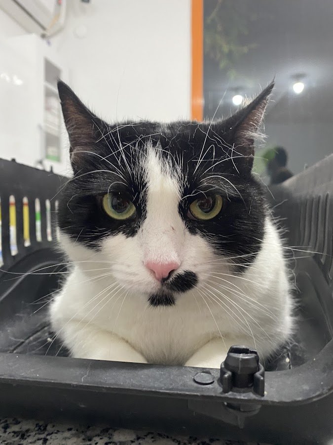 Bayrampaşa Vetmedical Veteriner Kliniği