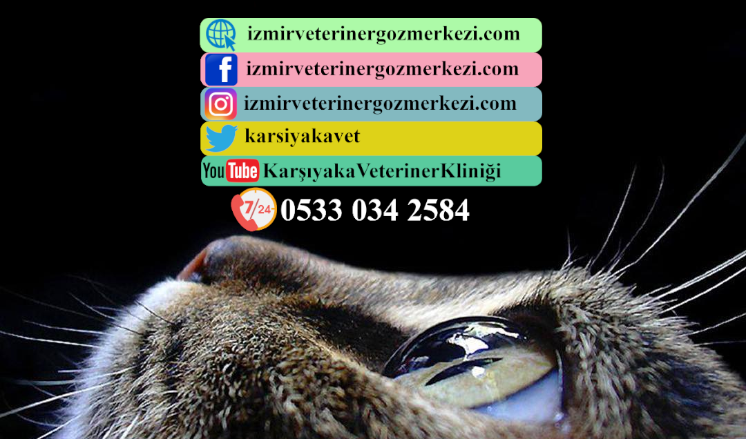 İzmir Veteriner Göz Merkezi